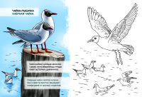 9 chajka-rybachka copy