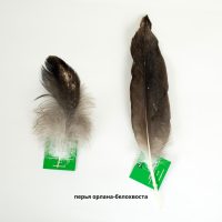 Перья орлана-белохвоста кв