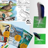 макет с раскрасками и перьями сц