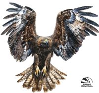 Markut (flying side)