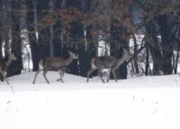 84025af1-6ade-468a-95fc-e28d012ac686 (1)