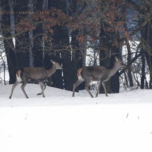 Высакародныя алені