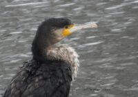 Большой баклан. Фото Дмитрия Винчевского (1)
