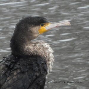 Большой баклан. Фото Дмитрия Винчевского