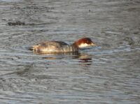 Луток, самка. Фото Дмитрия Винчевского (1)