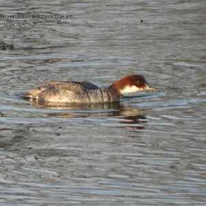 Луток, самка. Фото Дмитрия Винчевского