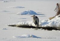 Серая цапля. Фото Дмитрия Винчевского (1)