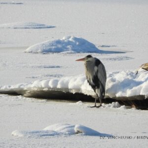 Серая цапля. Фото Дмитрия Винчевского
