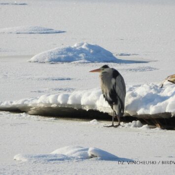 Серая цапля. Фото Дмитрия Винчевского
