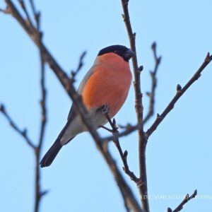Снегирь. Фото Дмитрия Винчевского