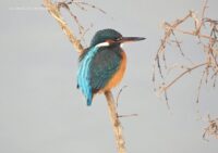 Зимородок 1. Фото Дмитрия Винчевского