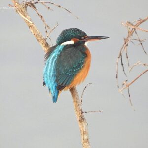 Зимородок. Фото Дмитрия Винчевского