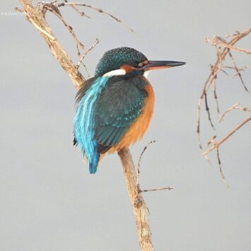 Зимородок. Фото Дмитрия Винчевского