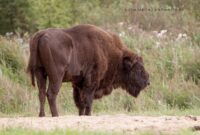 Зубр Сяргей Чарапіца (1)