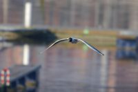 black-headed-gull-7088060_1280