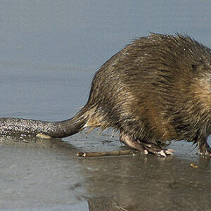 Ондатра. Фото Dave Menke