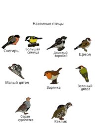 Пины наземные птицы часть 1 (1)