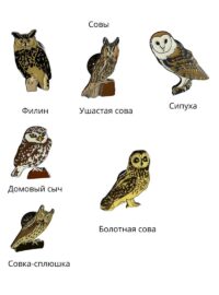 Пины совы (1)