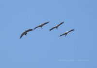 0522271f-f3e7-4642-aa83-7a0aaa730935