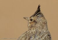 2fc60e62-1d50-435d-8c01-5abaf8e9c137