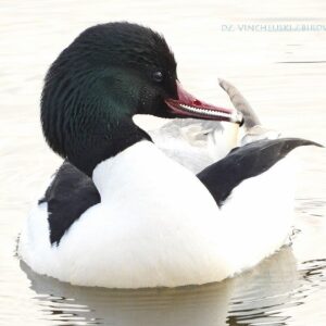 Весенний птичинг в Гродно на авто