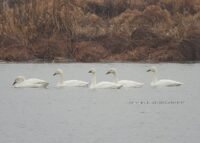 6e8b8269-a7ad-499d-8798-7bbf5900a5db