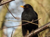 Черный дрозд. Фото Сергея Резова (1)