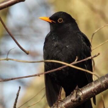 Черный дрозд. Фото Сергея Резова