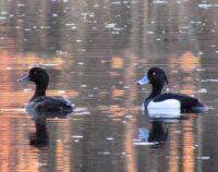 Пара хохлатых чернетей. Фото Лизаветы Лёвкиной (1)