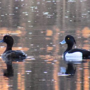 Пара хохлатых чернетей. Фото Лизаветы Лёвкиной