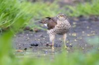 Перепелятник Виктор Выскварко м