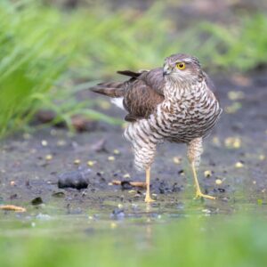Перепелятник. Фото Виктора Выскварко
