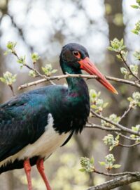 Ветка для черного аиста (1)