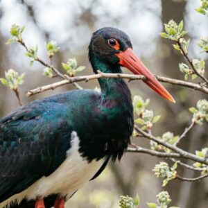 Ветка для черного аиста