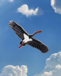 Значок з чорным буслом