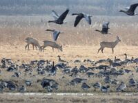 d871e6f0-49ee-4543-9d84-db1a990ac861