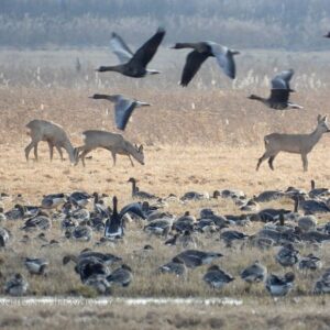 Весенний птичинг в Гродно на авто