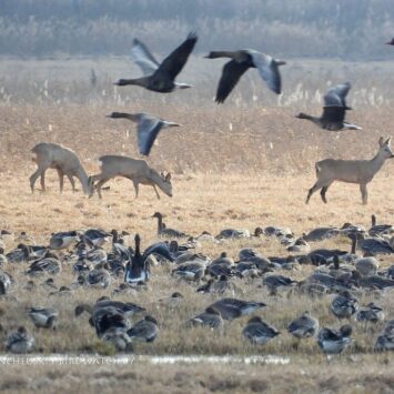 Весенний птичинг в Гродно на авто