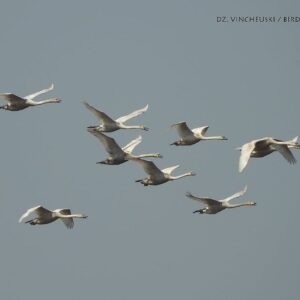Весенний птичинг в Гродно на авто