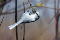 Князёк. Фото Виктора Натыканца1200 м