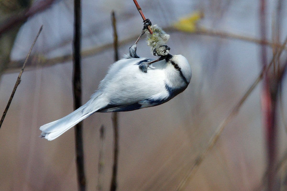 Князёк. Фото Виктора Натыканца1200 м