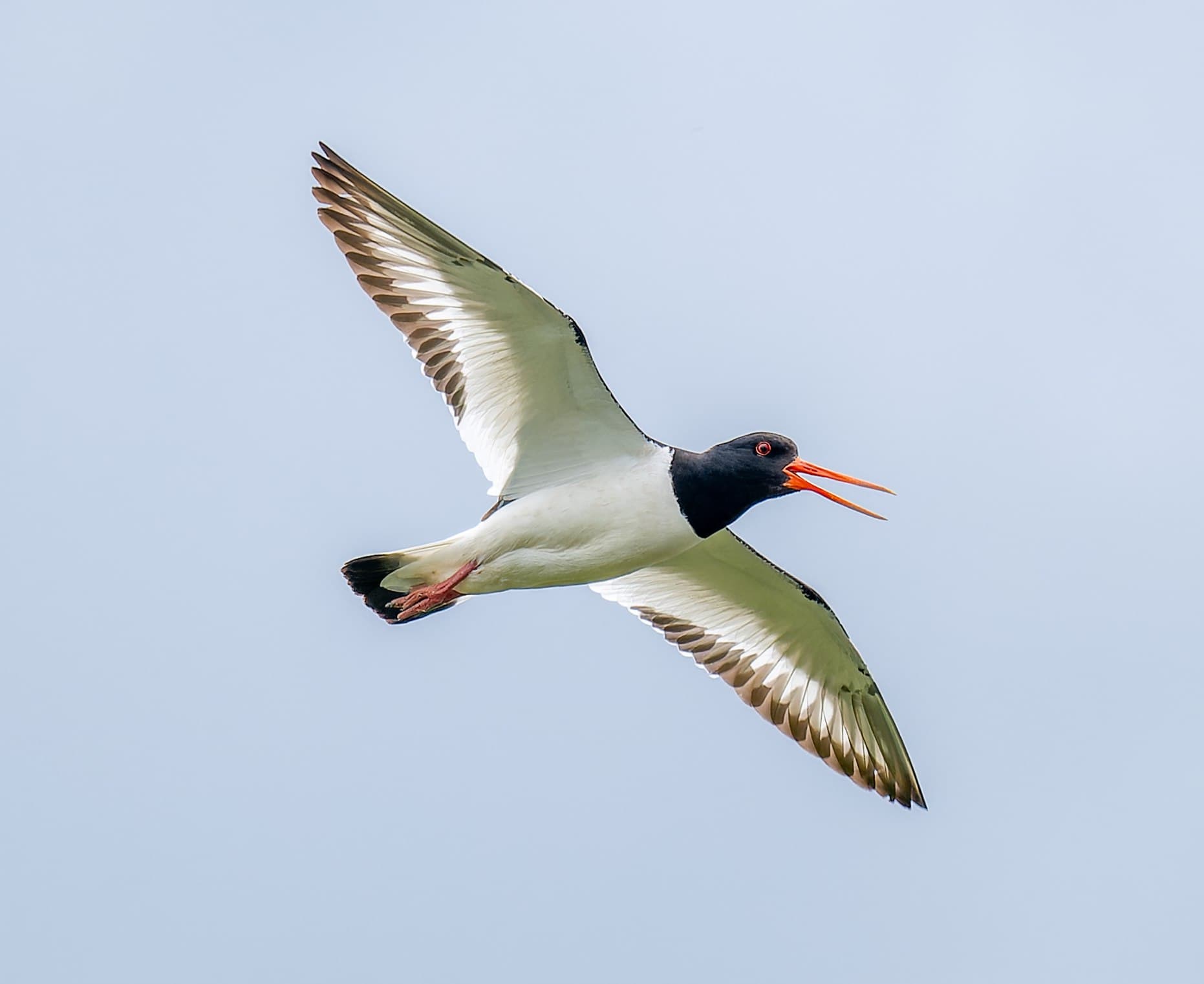 Кулик-сорока. Фото Александра Наумова (м)