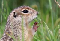 Суслік буйным планам