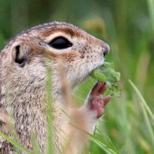 Крапчатый суслик. Несвижский район