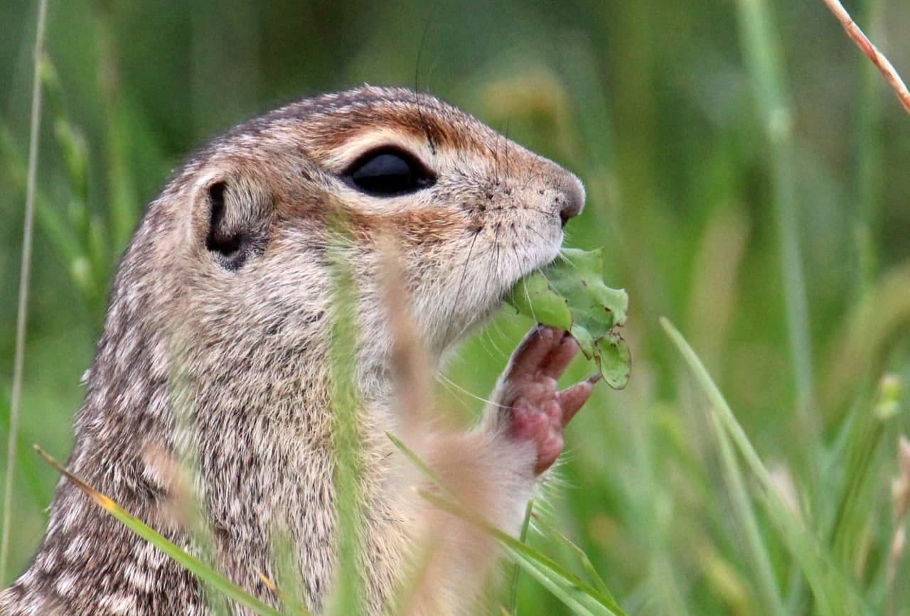 Суслік буйным планам Крапчатый суслик. Несвижский район
