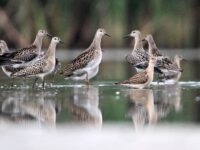 Турухтаны. Фото Татьяны Новачук (м)