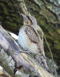 вертишейка_