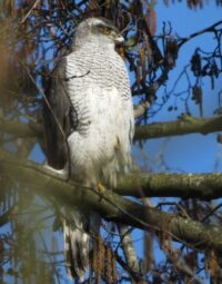 ястреб_тетеревятник