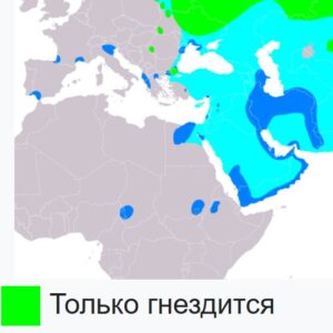 Карта гнездования, перелетов и зимовки большого подорлика