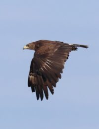 Вялікі арлец. Фота Валерыя Дамброўскага м